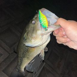ブラックバス