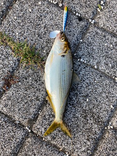 コノシロの釣果