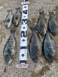 グレの釣果