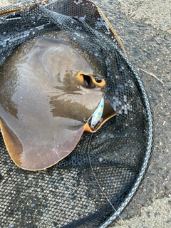 アカエイの釣果
