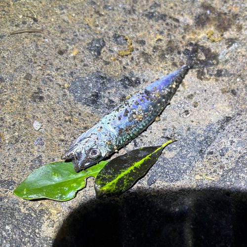 サバの釣果