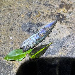 サバ