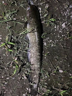 ナマズの釣果