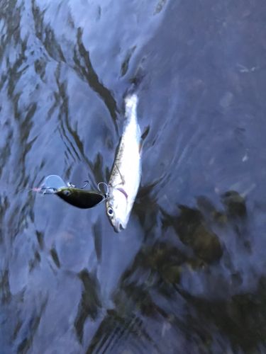 ウグイの釣果