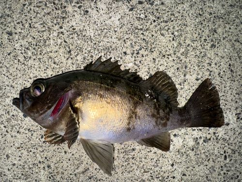 メバルの釣果