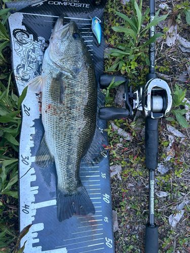 ブラックバスの釣果