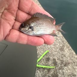 クロスズメダイ