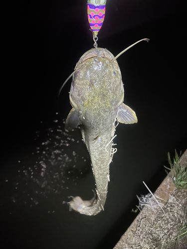 ナマズの釣果