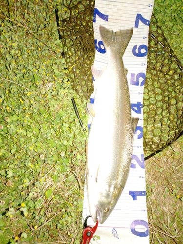 サクラマスの釣果