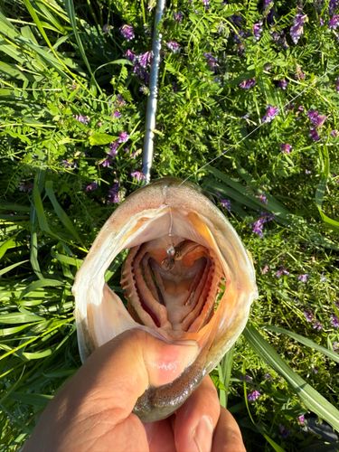 ラージマウスバス