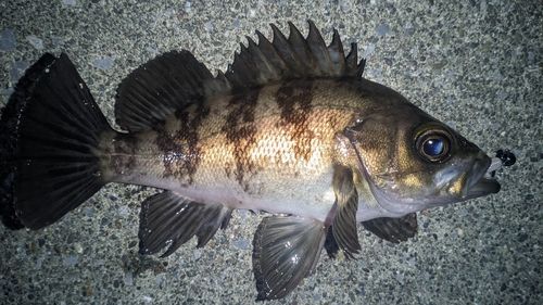 アイナメの釣果