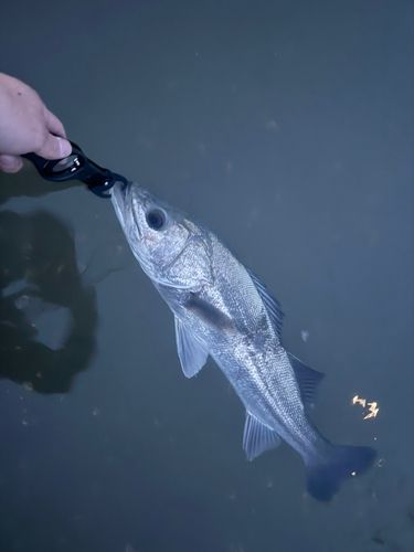 スズキの釣果