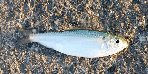 サッパの釣果