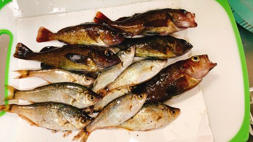 エゾメバルの釣果
