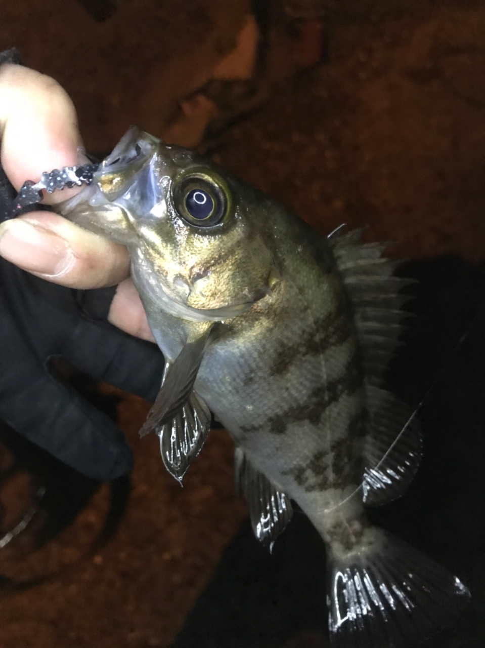 シマノ(SHIMANO) SOARE CI4+(ソアレ CI4+) S706ULT 379542