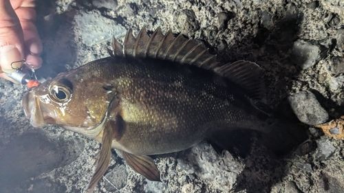 エゾメバルの釣果
