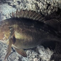 エゾメバル