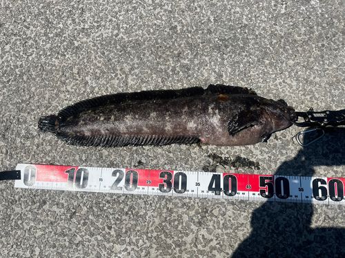 フサギンポの釣果
