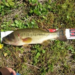 ラージマウスバス