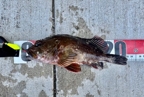 カサゴの釣果