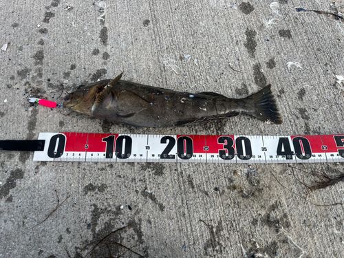 アイナメの釣果