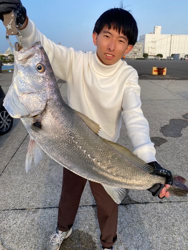 オオニベの釣果