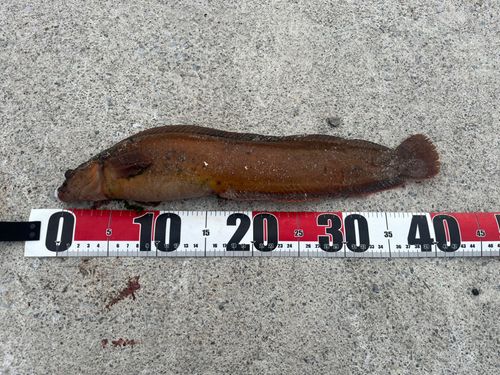 ムロランギンポの釣果