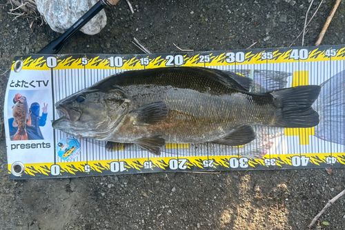 スモールマウスバスの釣果
