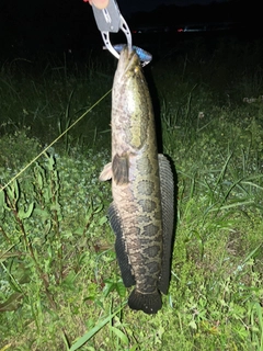 ライギョの釣果