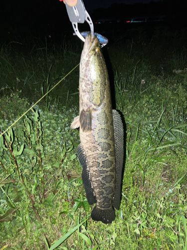 ライギョの釣果