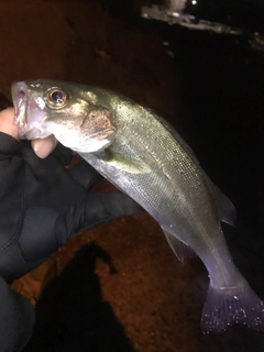 セイゴ（ヒラスズキ）の釣果