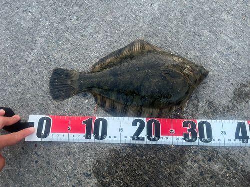 クロガシラガレイの釣果