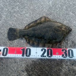クロガシラガレイ