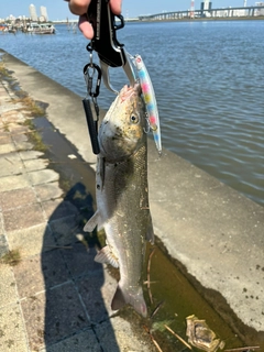 シーバスの釣果