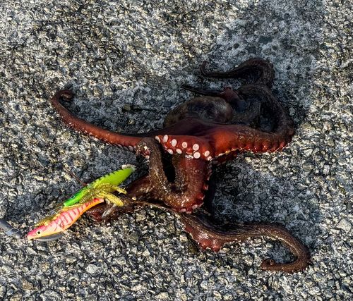 タコの釣果