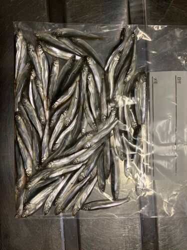 チカの釣果