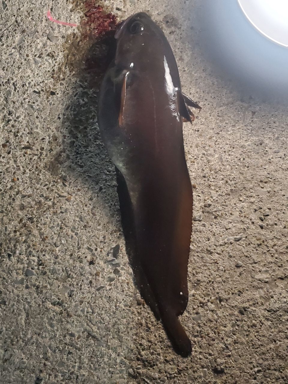 エゾイソアイナメ