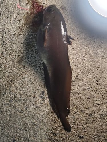 エゾイソアイナメの釣果