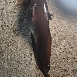 エゾイソアイナメ