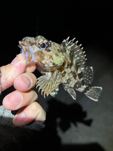 カサゴの釣果