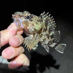 カサゴ