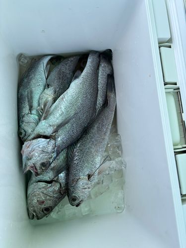 クログチの釣果