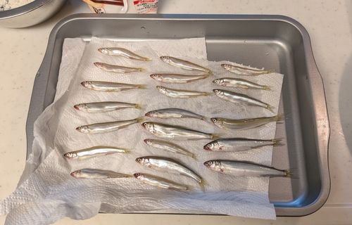 コアユの釣果