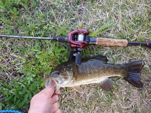 スモールマウスバスの釣果