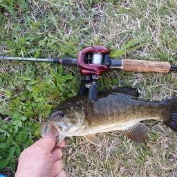 スモールマウスバス