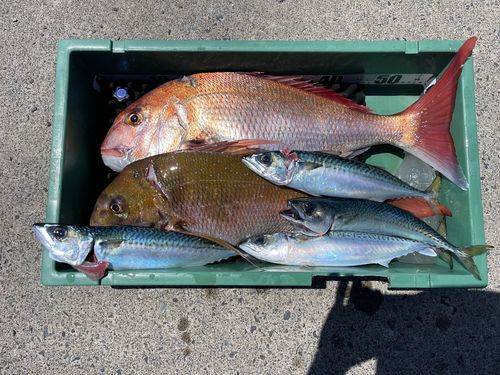 マダイの釣果