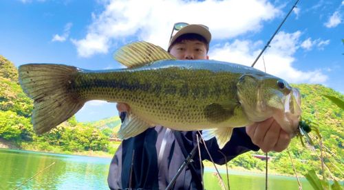 日高川河口で釣れたブラックバスの釣り・釣果情報