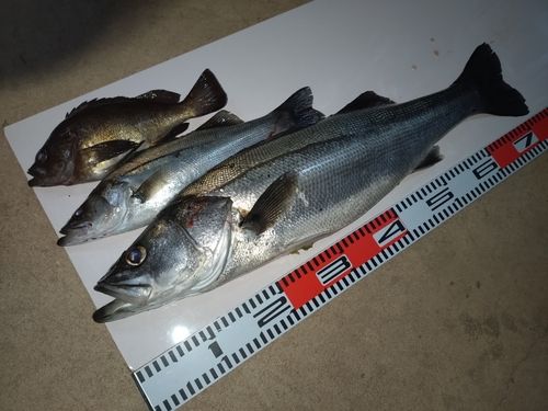 シーバスの釣果