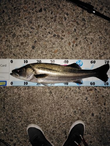 シーバスの釣果