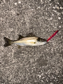 セイゴ(マルスズキ)の釣果